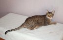 Ocicat ko�ka