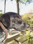 :  > Oha�i (Braque)