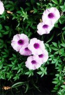 Olov�nec ou�kat�