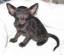 :  > Orient�ln� kratkosrst� ko�ka (Oriental Shorthair Cat)