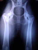 :  > Ortopedie - DKK (Veterin�rn� z�kroky)