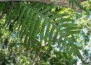 :  > Osladi� (Polypodium Aureum)