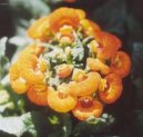 :  > Pantofl��ek, kalceol�rie, dmuloret (Calceolaria)