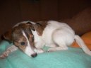 :  > Parson Russel Teri�r (Parson Russel Terrier)