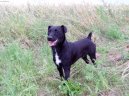 Patterdale teri�r