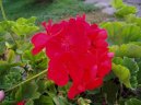 :  > Pelarg�nie (Pelargonium)