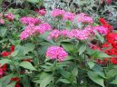 Pentas, p�tkovec