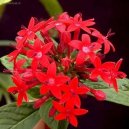 :  > Pentas, p�tkovec (Pentas)