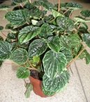 :  > Pep�inec (Peperomia)