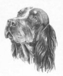:  > Pikardsk� oha� dlouhosrst� (Picardy Spaniel)