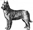 :  > Pikardsk� ov��k (Berger de Picardie, Picardy Sheepdog)