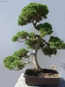 :  > Pist�cie (Pistacia)