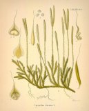 :  > Plavu� Vidla�ka (Lycopodium clavatum L.)