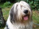 :  > Polsk� ov��k n�inn� (Polish Lowland Sheepdog)