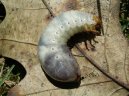 :  > Pomoc proti �k�dc�m (Vermin, pests)