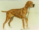:  > Portugalsk� oha� (Portuguese Pointing Dog)