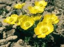 Pokojov� rostliny: Skalni�ky > Prysky�n�k (Ranunculus)