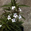 Pokojov� rostliny:  > Pseuderanthemum