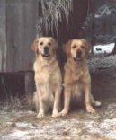 Ps� modlitba, ps� z�kony, pravidla