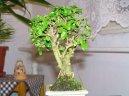 Pokojov� rostliny:  > Pta�� zob, st�lezelen� ke� (Ligustrum chinensis)