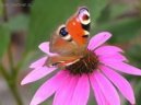 Hry on-line:  > Puzzle online: Ostatn� 5