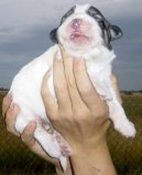 :  > Pyrenejsk� horsk� pes (Pyrenean mountain dog)