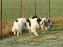 :  > Pyrenejsk� mastin (Pyrenean Mastiff, Mastin de los Pirineos)