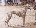 :  > Rampursk� chrt (Rampur Greyhound)