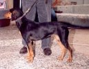 :  > �eck� honi� (Hellinikos Ichnilatis, Hellenic Hound, Greek Harehound)