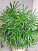 :  > Rhapis, palmenka n�zk� (Rhapis)