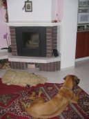 Fotky: Rhod�sk� ridgeback, Rhod�zsk� ridgeback (foto, obrazky)