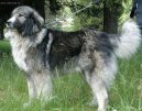 :  > Rumunsk� karpatin (Romanian Sheepdog)