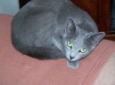:  > Rusk� modr� ko�ka (Russian Blue Cat)