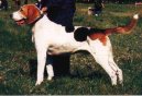 :  > Rusk� harlek�nsk� honi� (Russkaja Pegaja Gon�aja, Russian Harlequin Hound)