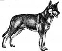 :  > Saarlos�v vl��k (Saarloswolfhond)