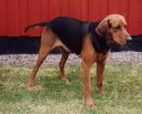 :  > Schiller�v honi� (Schillerstovare, Schiller Hound)