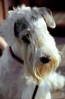 :  > Sealyham teri�r (Sealyham Terrier)