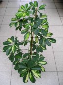 Pokojov� rostliny:  > �eflera (Schefflera)