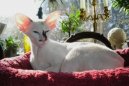 :  > Seychelsk� ko�ka (Seychellois Cat)