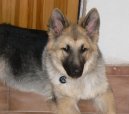 :  > Shilohsk� ov��k (Shiloh shepherd)