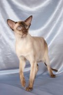 Fotky: Siamsk� ko�ka (foto, obrazky)