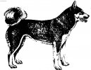 :  > V�chodosibi�sk� lajka (Laika Vostotchno-Sibirskaia, East Siberian Laika)