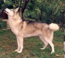 Sibi�sk� husky