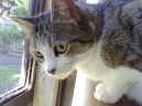 :  > Singapursk� ko�ka (Singapore Cat)