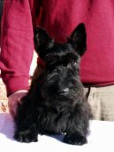 :  > Skotsk� teri�r (Scottish Terrier)