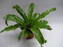 :  > Slezin�k (Asplenium scolopendrium)