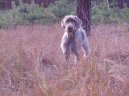 :  > Slovensk� hrubosrst� oha� (Slovensky hrubosrsty stavac, Slovakian Wire-haired Pointing Dog)