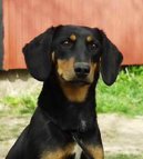 Smalandsk� honi�