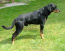 :  > Smalandsk� honi� (Smalandsstovare, Smaland Hound)