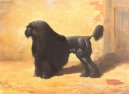 Ps� plemena:  > ���rov� pudl (Corded Poodle)